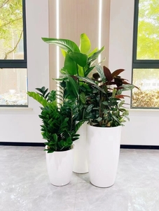 热词聚焦！北仑花卉租赁设计引领时尚空间潮流><div class=